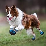 Jodsen Dog Boots Set of 4 Waterproof Shoes with Reflective Straps M Blue view 5