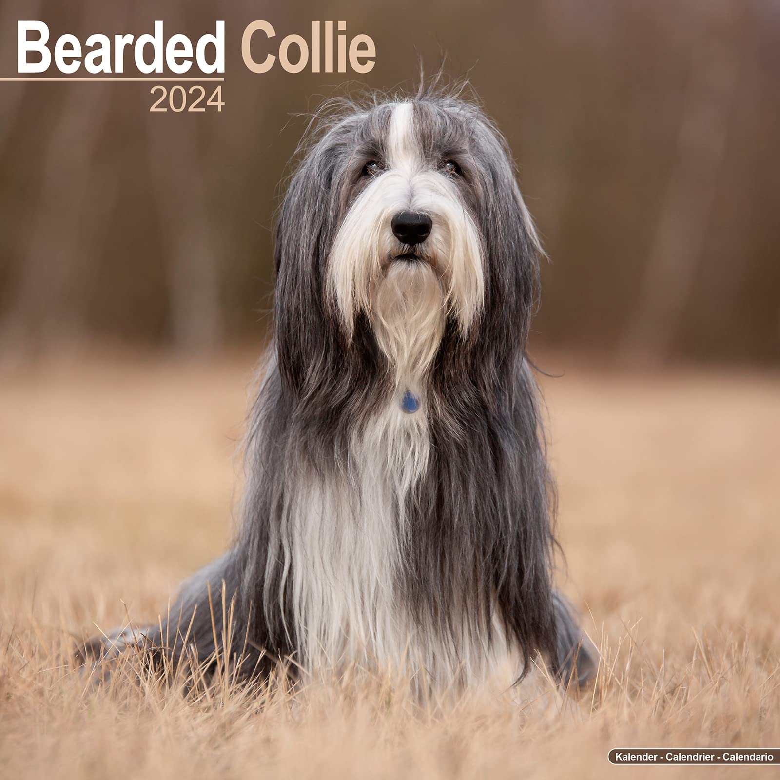 Bearded Collie Calendar 2024 Square Dog Breed Wall Calendar - 16 Month