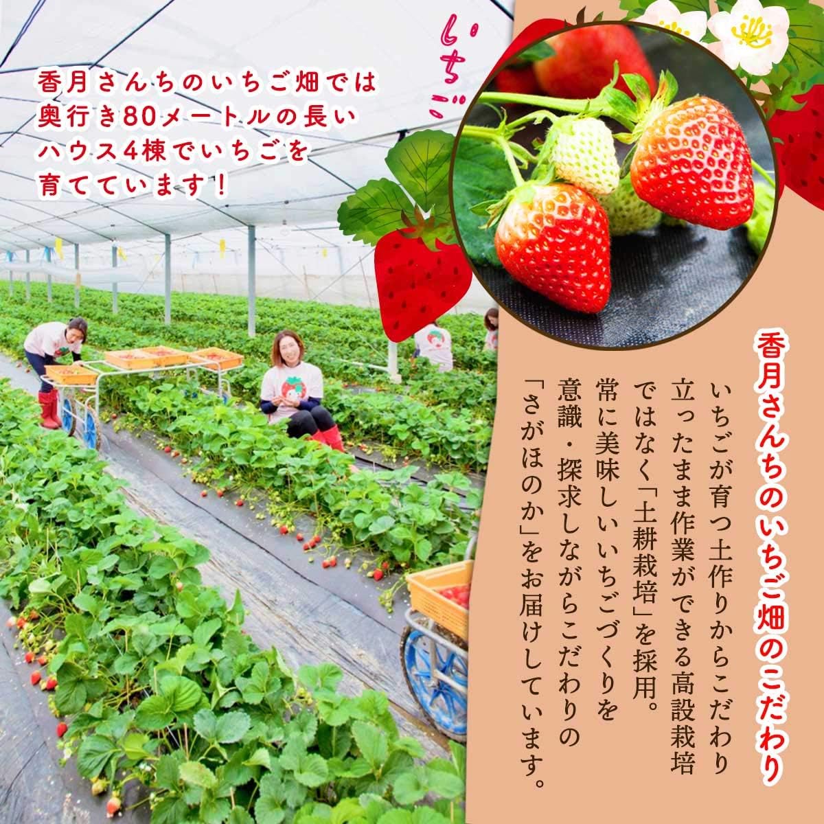 Amazon 香月さんちのいちご畑 いちごジュレギフト3個セット 香月さんちのいちご畑 食品 飲料 お酒 通販