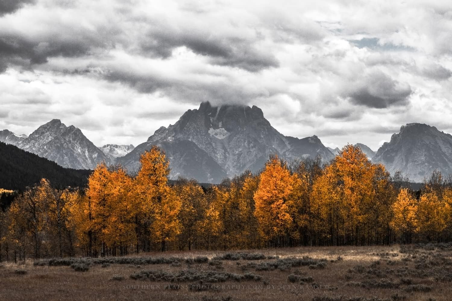 Photographs - Western Photography Print (Not Framed) Picture of Golden Aspen Trees and Mount Moran in Black and White in Grand Teton National Park Wyoming Rocky Mountain Wall Art Modern Nature Decor 4x6 to 30x45