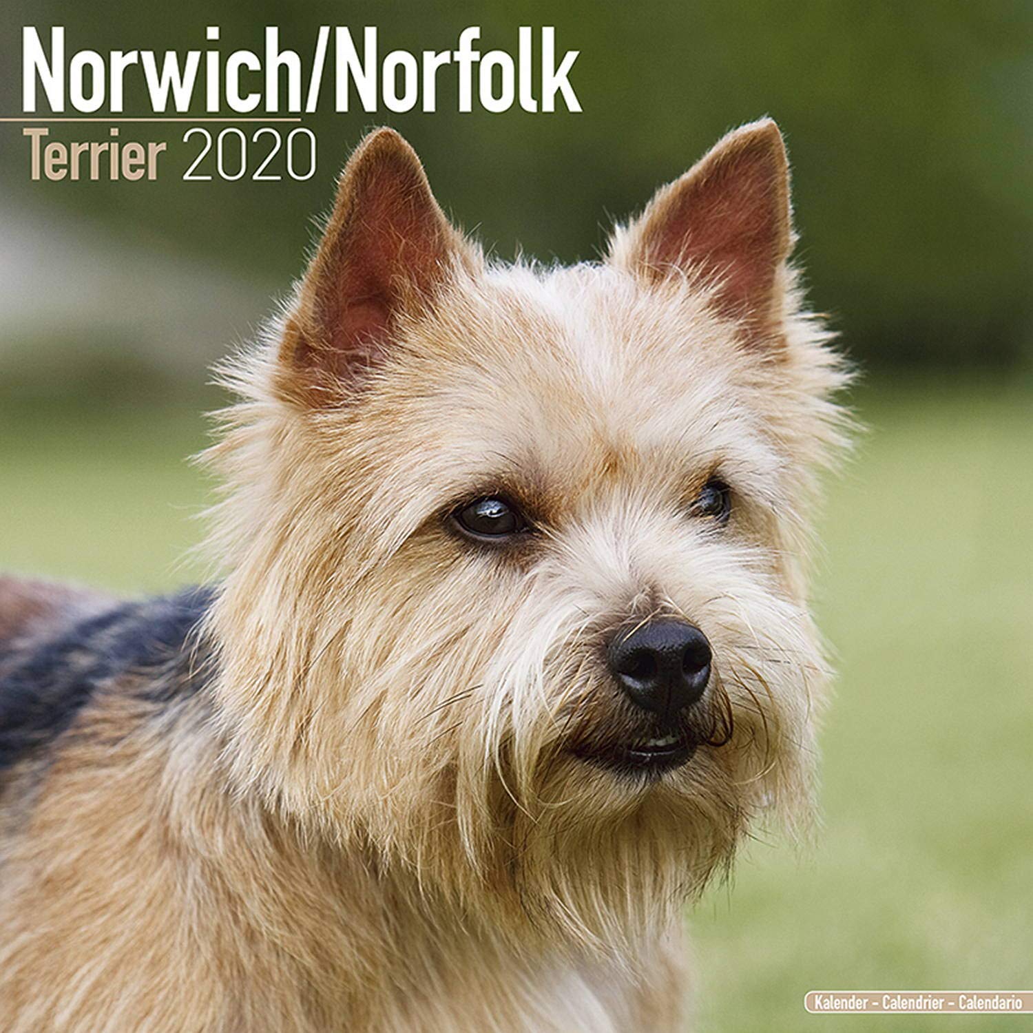Norwich Norfolk Terrier Calendar Dog Breed Calendars 19 Wall Calendars 16 Month By Avonside Multilingual Edition Megacalendars Amazon Com Books