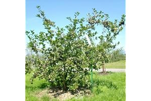 Black Chokeberry Seeds for Planting - 20+ Aronia Melanocarpa Seeds | Native Superfruit Bush