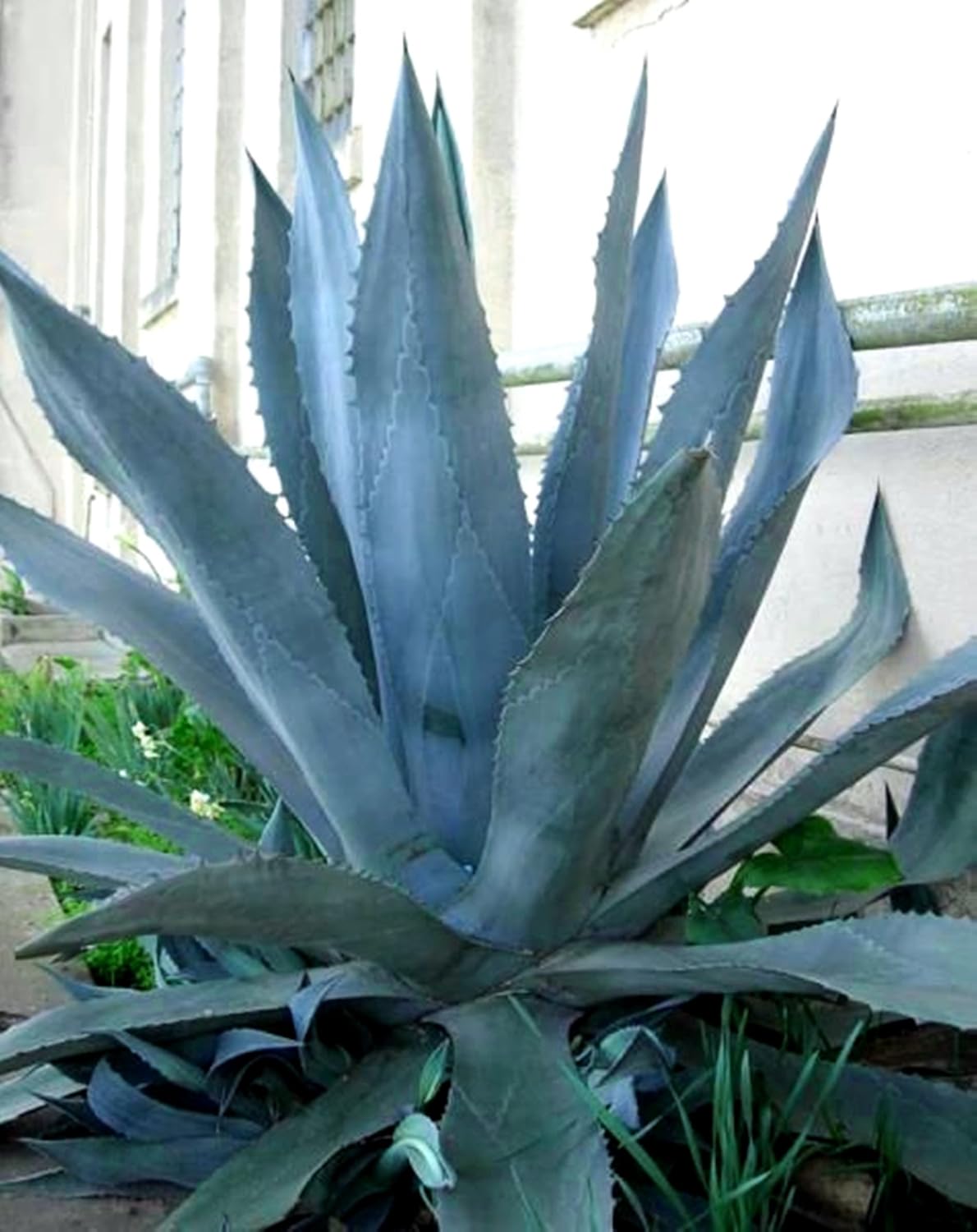 Plants Fruits Tree Herbs Live Tropical House Plants. Live Agave