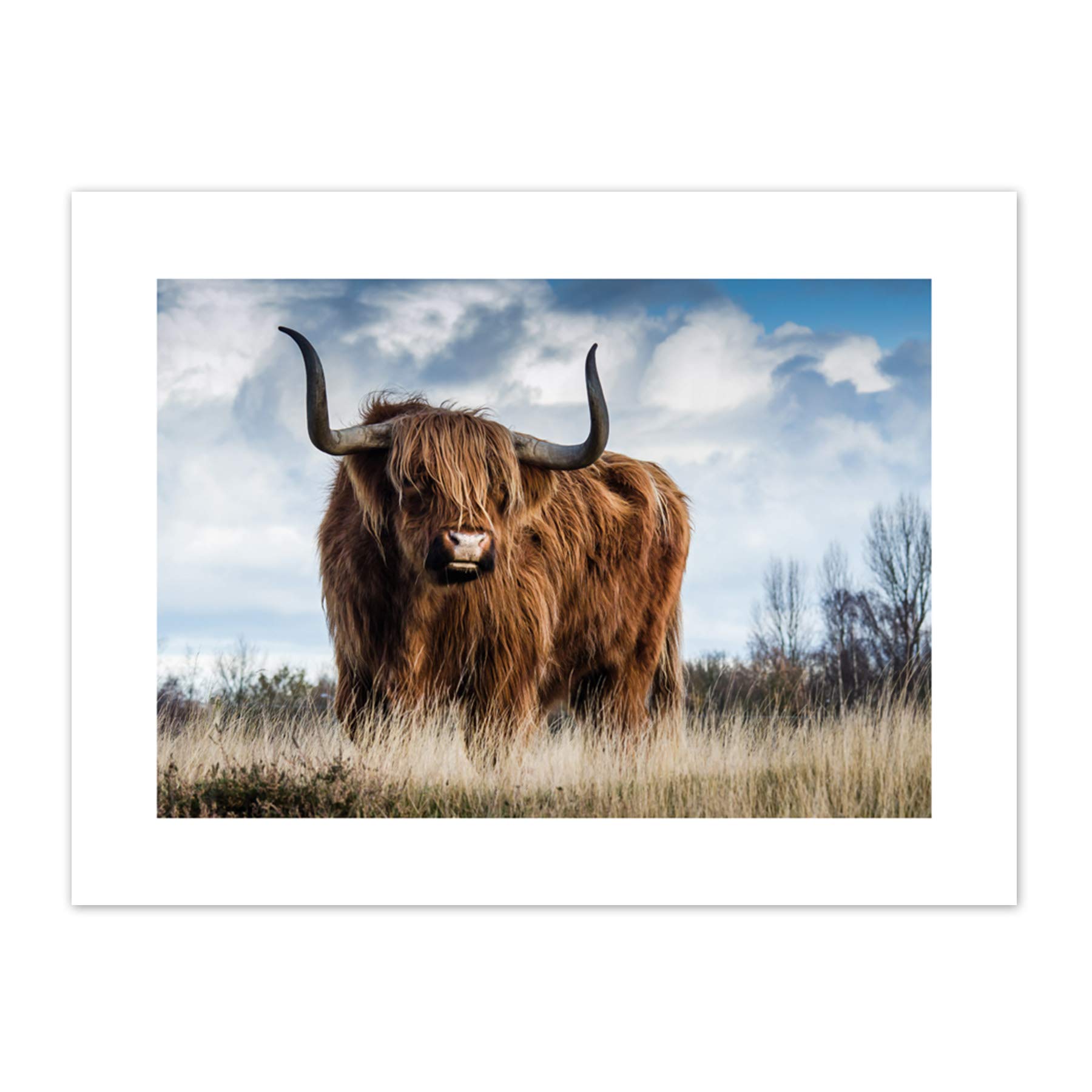 Scottish Highland Cow/Coo Canvas Wall Art Print