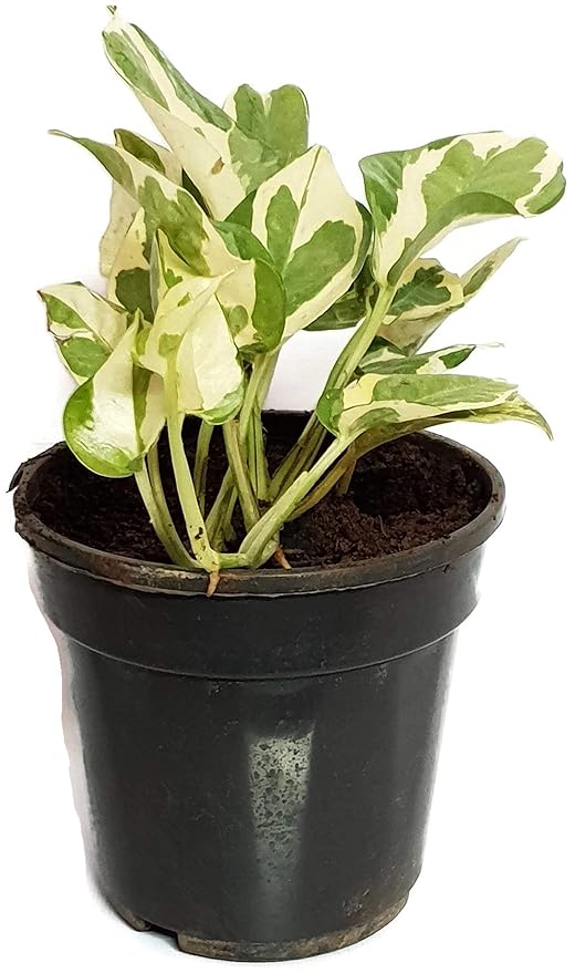 Grun Air Purifying Indoor Marble Money Plant [Pothos Plant]