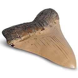 Fossilized Teeth and Claws of Various Prehistoric