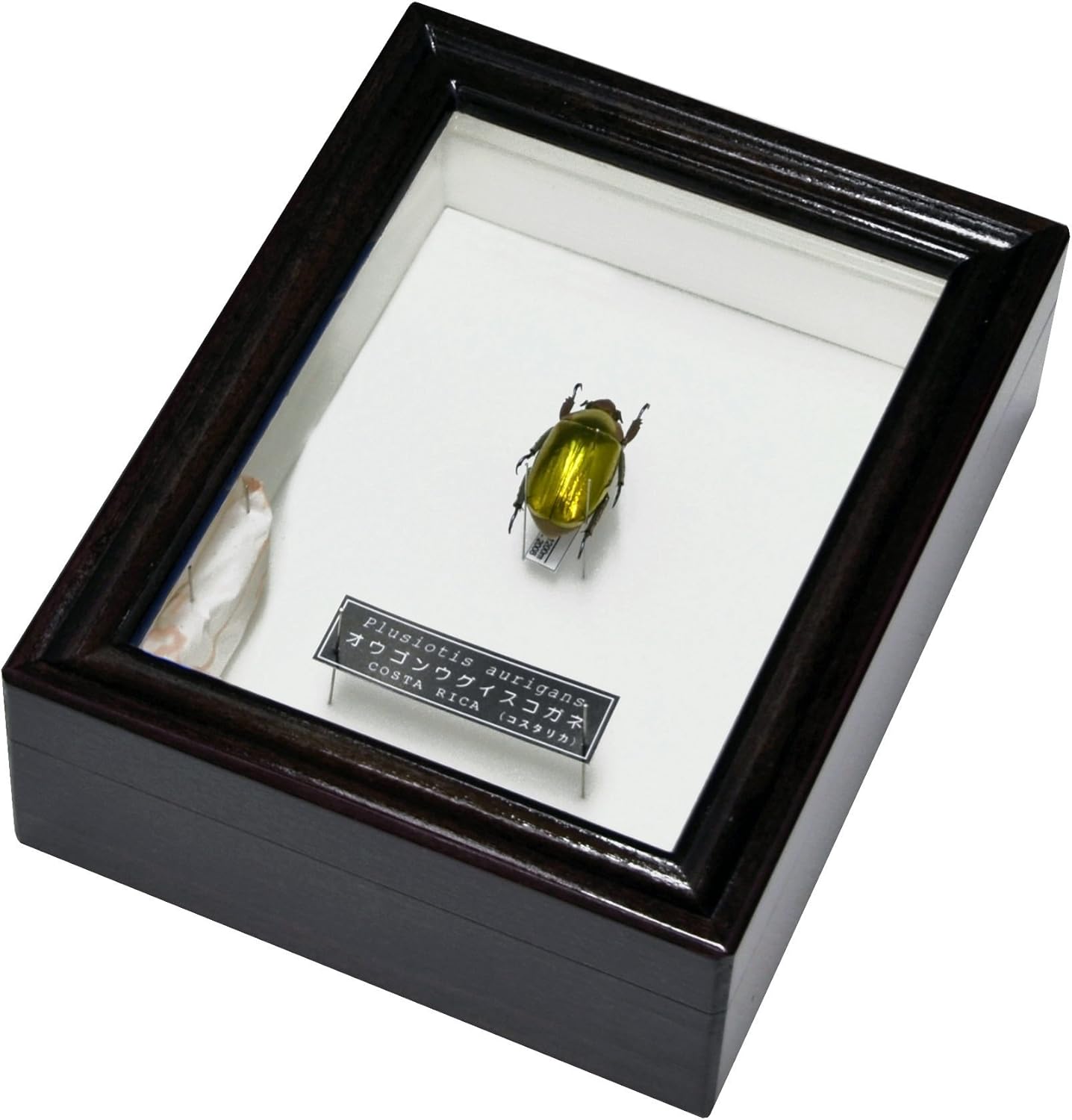 Amazon まさに金の塊 名和昆虫博物館 企画 製作 オウゴンウグイスコガネの標本 生態 採集 おもちゃ