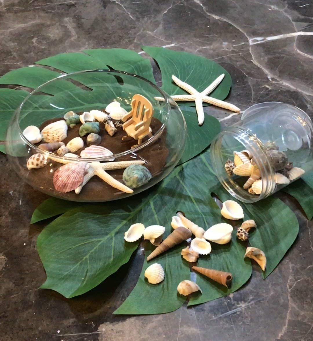 LoveInUSA Sea Shell Assortment, Sea Shells with Jar Mixed Natural Beach Decorative Seashells for DIY Home Gifts Crafting 50~70 PCS Valentine\'s Day Gifts