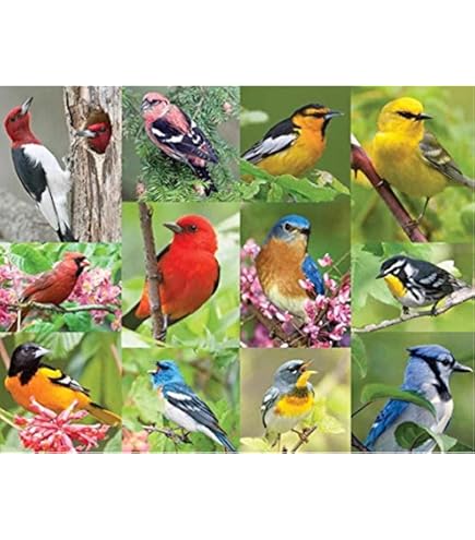 Springbok 500ピース ジグソーパズル バーズ オブ パラダイス Amazon.com: Springbok's 500 Piece Jigsaw Puzzle Birds of