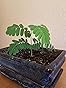 Exotische Bonsai Zaden Met Hoge Kiemkracht - Plantenzaden Set Voor Je Eigen Bonsai Boom Set Van 5 Inclusief Gratis Ebook