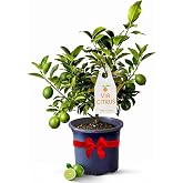 Key Lime Tree Live Plant 13-22" Tall, 1 Gallon Pot by Via Citrus | Florida Grown Indoor Lime Tree Outdoor Citrus Fruit Tree Compact Size Home Garden Plant Cannot Ship CA AL AZ TX LA