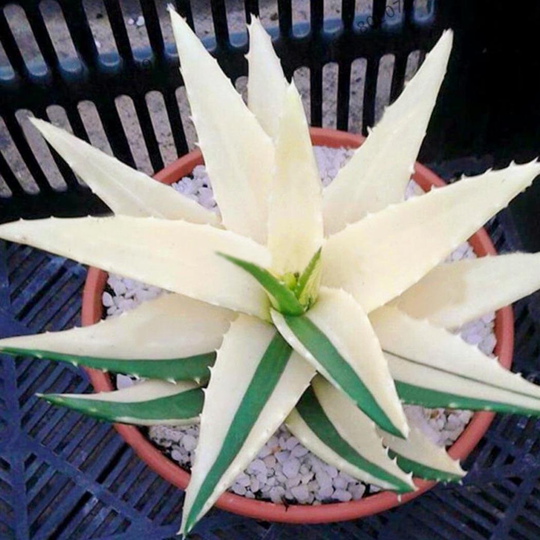 Kisshes Seeds- Semillas de Aloe Vera Semillas de Hierbas Raras ...