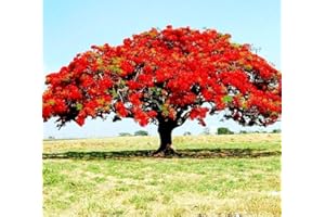PEAVYTAILOR 30 Delonix Regia Seeds Royal Poinciana Red Flame Flamboyant Tree SeedsTropical - Fast Growing Plants