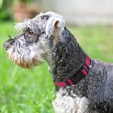 Joytale Reflective Dog Collar Neoprene Padded Small Pink S 20-28cm view 2