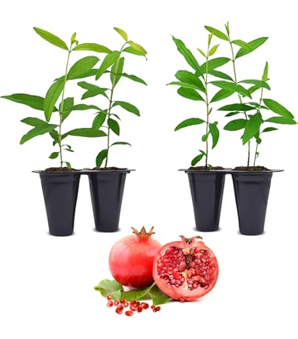 Amazon.com : Pomegranate Wonderful Includes (4) Four Plants