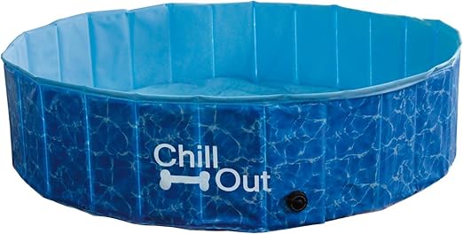 black brindle chihuahua