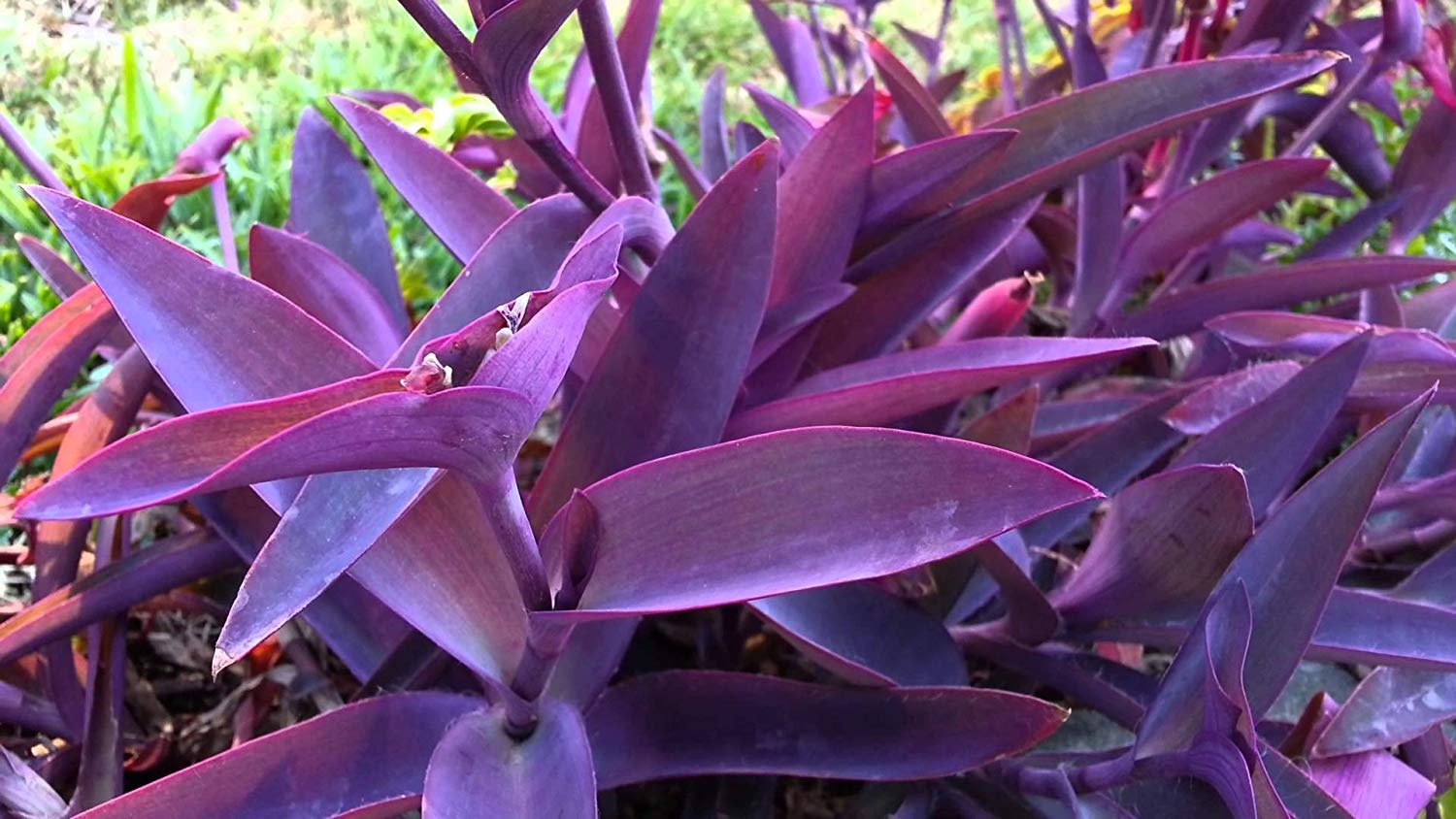 wandering jew with purple flowers