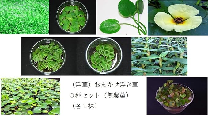 Amazon 浮草 おまかせ浮き草 ３種セット 無農薬 各１株 イイ水草市場 生体水草 通販