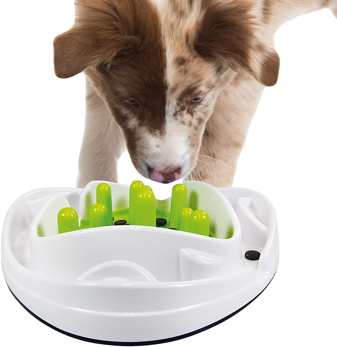 shiba inu and chow chow