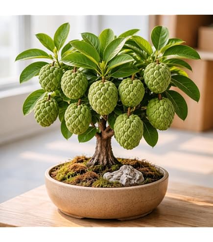 Amazon.com : Red Guamuchil 20 Seeds Pithecellobium dulce Tree