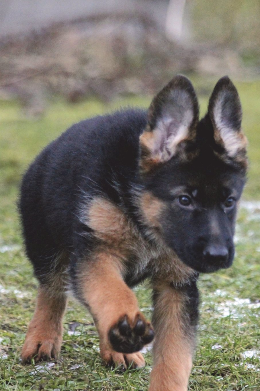 German Shepherd Puppy In The Grass Journal 150 Page Lined Notebook Diary Image Cool 9781537157412 Amazon Com Books