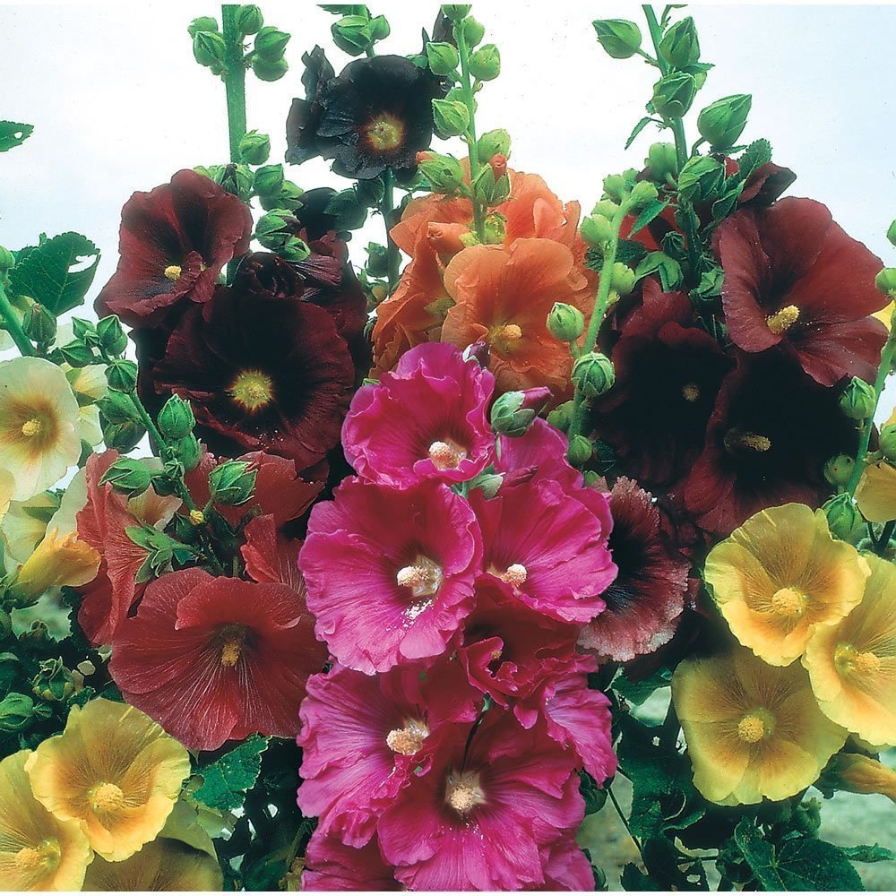 Quality First Consumers First Hollyhock Seeds Giant Danish Mix Rare Biennial 11 Feet Tall 25 Seeds Garden Outdoor Good Quality Theprepmentor Com