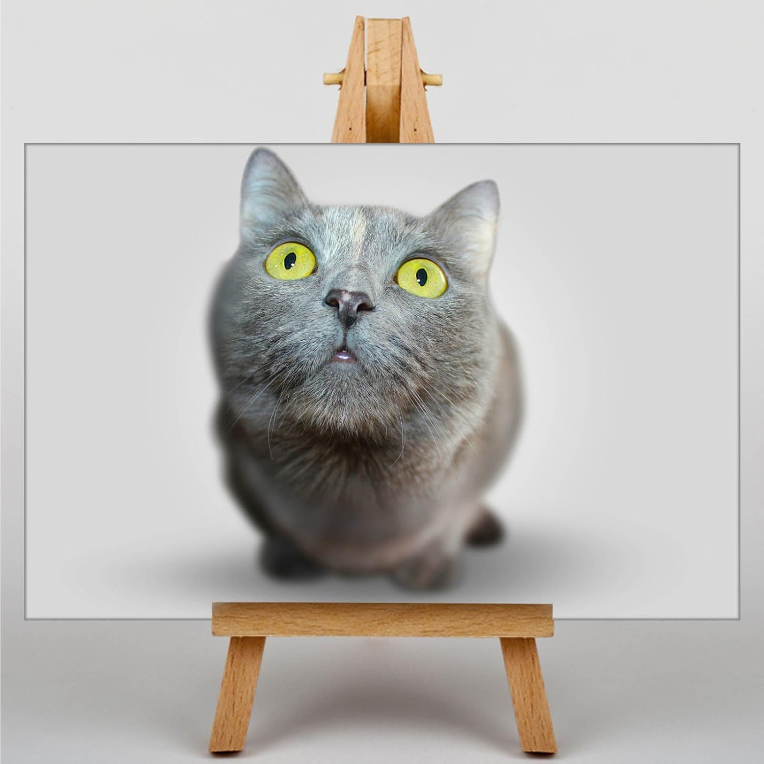 Arty Pie British Shorthair Cat No 3 Print Canvas Wood Multi