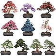 300+ Bonsai Tree Seeds – 10 Popular Varieties of Non GMO Heirloom Bonsai Seeds Red Maple, elm Tree, Blue Spruce, Black Spruce