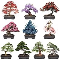 300+ Bonsai Tree Seeds – 10 Popular Varieties of Non GMO Heirloom Bonsai Seeds Red Maple, elm Tree, Blue Spruce, Black Spruce