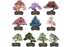 300+ Bonsai Tree Seeds – 10 Popular Varieties of Non GMO Heirloom Bonsai Seeds Red Maple, elm Tree, Blue Spruce, Black Spruce