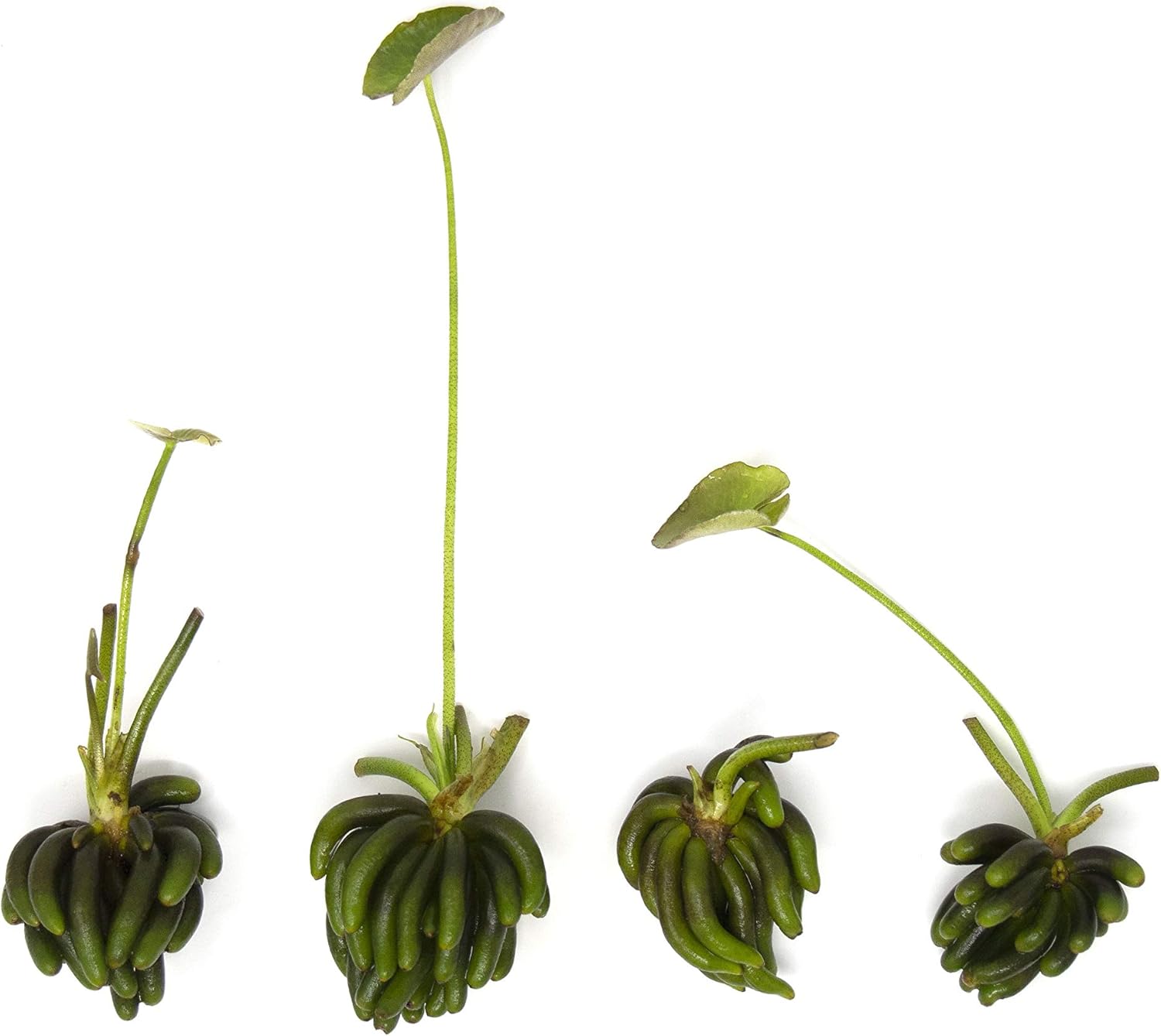 banana plant aquarium