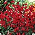 250 Penstemon Flower Seeds EATON'S Red Hummingbird Perennial Beardtongue Firecracker