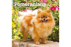 Pomeranians | 2025 7 x 14 Inch Monthly Mini Wall Calendar | BrownTrout | Animals Small Dog Breeds