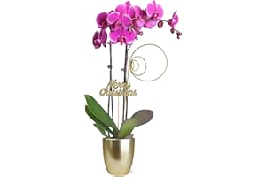 PLANTS & BLOOMS SHOP Just Add Ice SA5113 Purple Orchid in Gold Ceramic with Merry Christmas Pick, Live Indoor Plant, Long-Lasting Fresh Flowers, Holiday Décor or Gift, 5" Diameter, 16" Tall