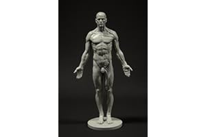 Male Anatomy Figure: 11-inch Anatomical Reference for Artists (Grey) from 3dtotal