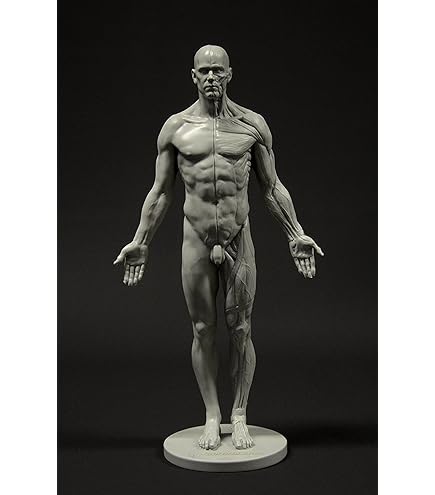 Amazon.com: 3dtotal Female Anatomy Figure: 10.5-inch