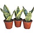 Generic Superba Snake Plants - Sanseveria, 3 Pack, Impossible to Kill, 4 Inch Pots, Indoor/Outdoor, Green/yellow