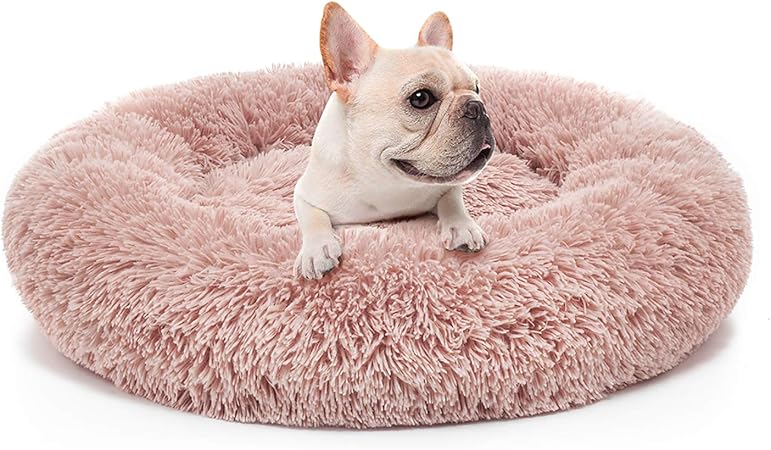 calm low energy dog breeds