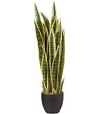succulents variety Assorted Succulents main image 0