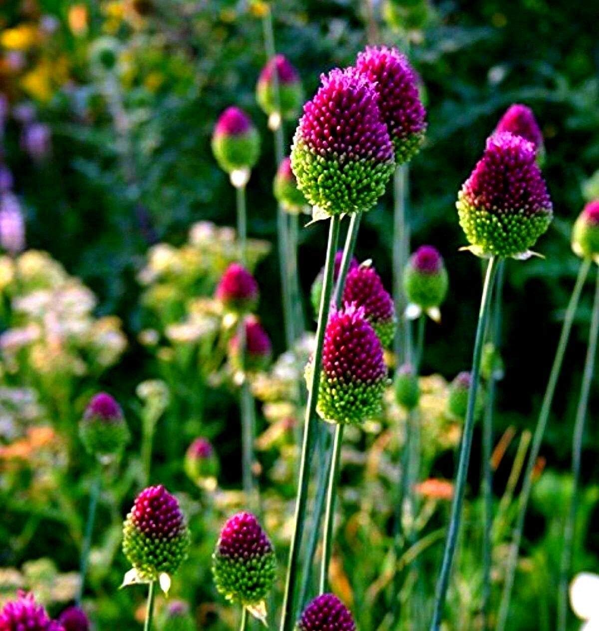 5 Allium Drumstick Bulbs for Planting Exotic Blooming