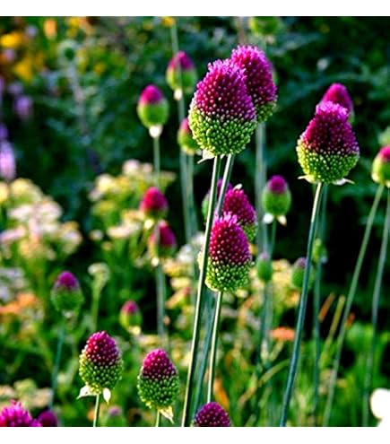 Amazon.com : 100 Drumstick Allium Bulbs for Planting - Perennial