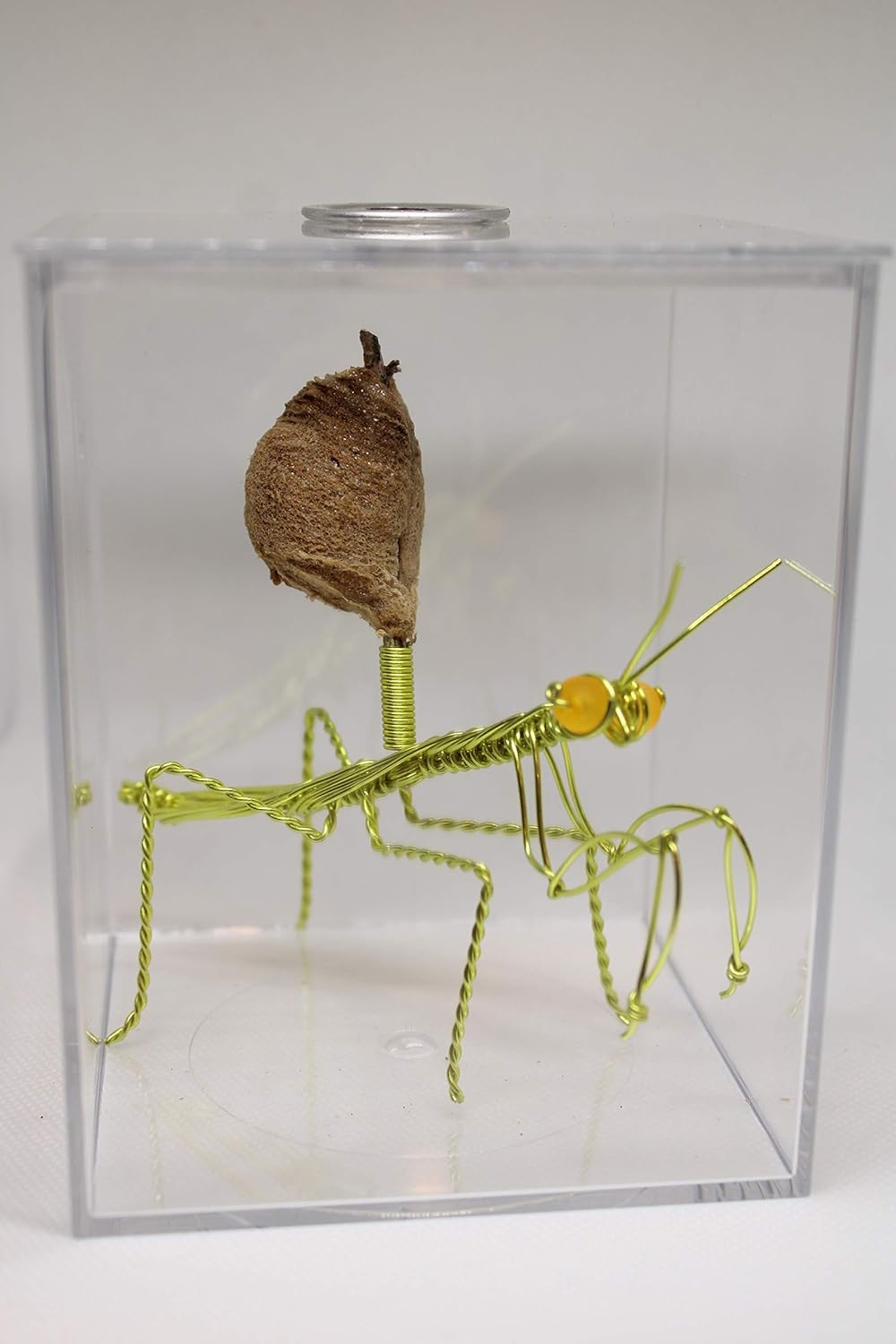 Live Chinese Ootheca Praying Mantis Egg Case + Crystal Clear Hatching Habitat Incubator Kit (Neo Green Wire Mantis)