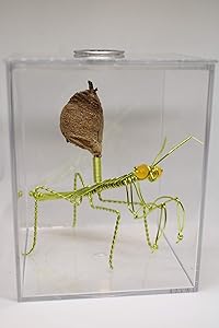 Live Chinese Ootheca Praying Mantis Egg Case + Crystal Clear Hatching Habitat Incubator Kit (Neo Green Wire Mantis)