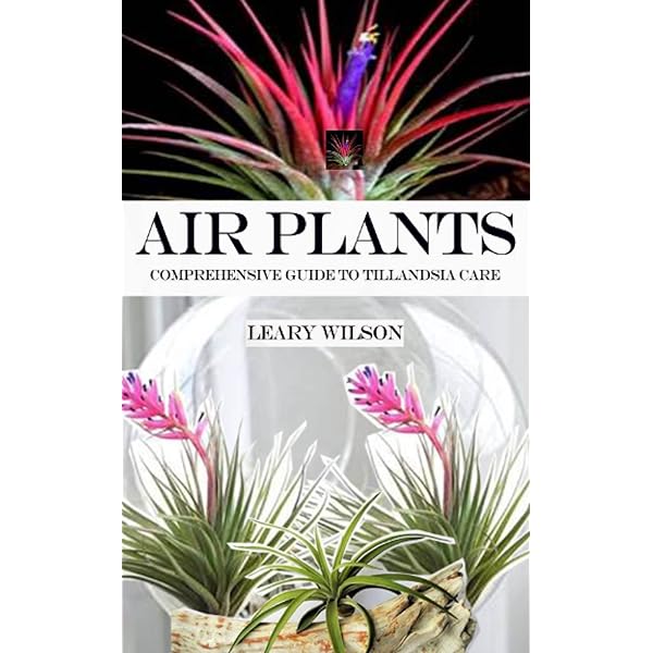 Living with Air Plants: A Beginner's Guide to Growing and