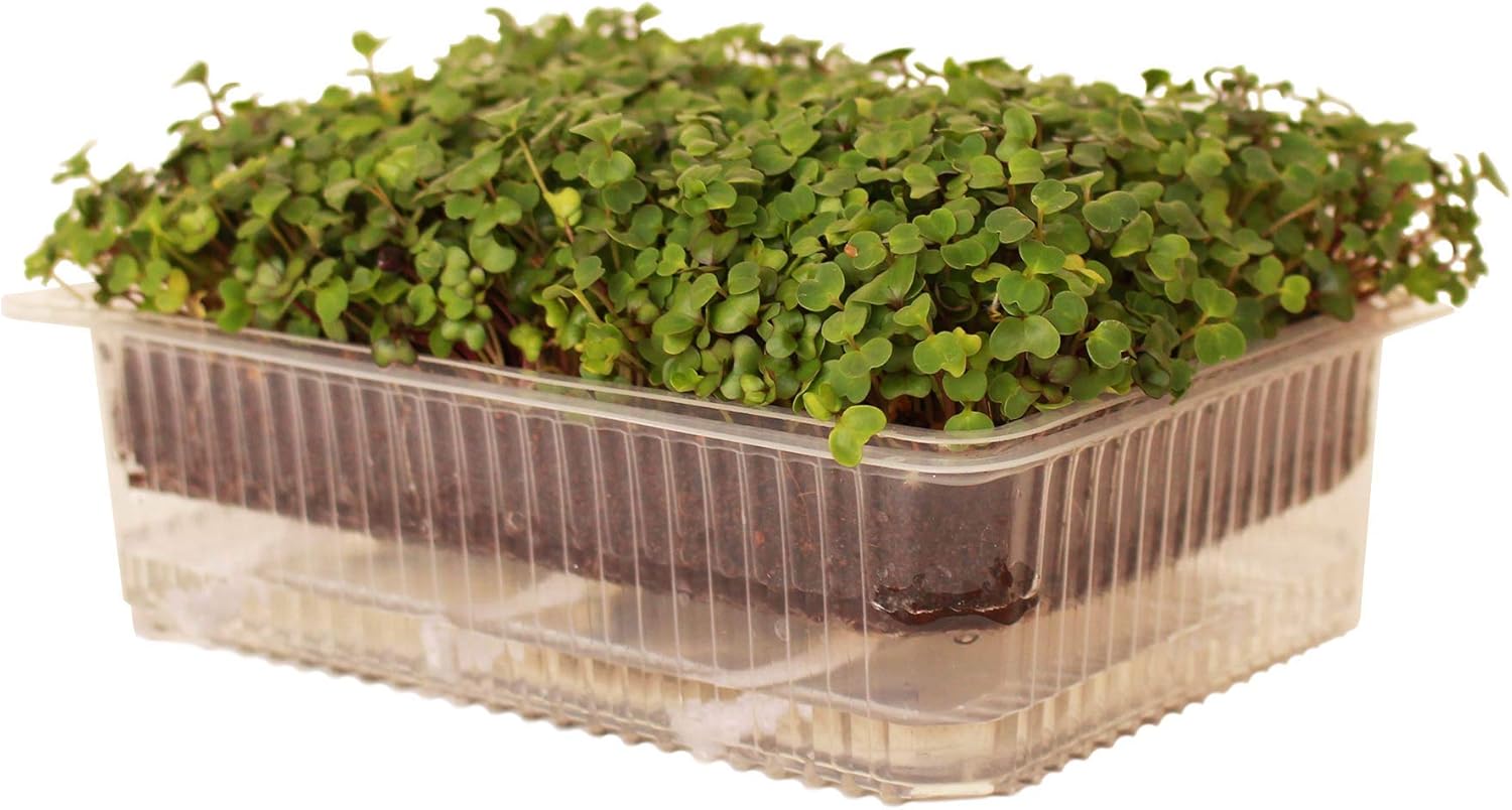 Reusable SelfWatering Microgreens Growing Tray 5 Trays