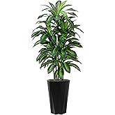 Artificial Dracaena Tree 5FT - Faux Plant with Black Diamond Planter - Tall Fake Tropical Yucca Floor Plant Potted - Artificial Silk Tree for Home Office Living Room Decor Indoor