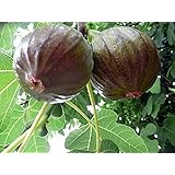 Ultra Hardy Olympian Fig Plant - Very Sweet - 4" Pot