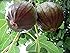Ultra Hardy Olympian Fig Plant - Very Sweet - 4" Pot