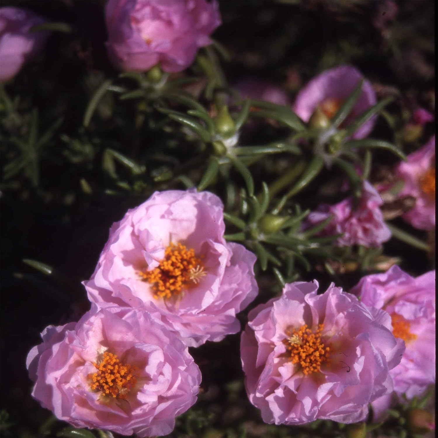 Outsidepride Moss Rose Pink 5000 Seeds Garden & Outdoor