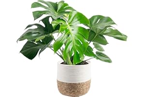 Costa Farms Monstera Plant, Easy to Grow Live Plant, Tropical Houseplant Potted in Indoor Garden Plant Pot, Potting Soil, Housewarming or Birthday Gift, Home, Office, and Room Decor, 2-3 Feet Tall